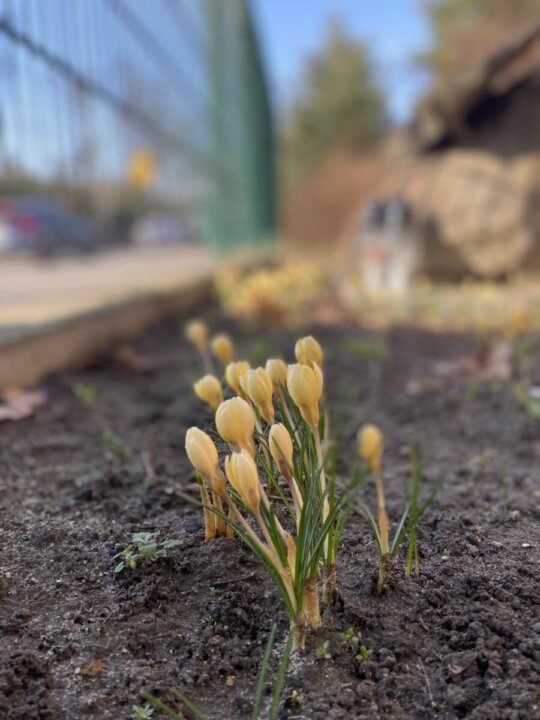 krokus 24 [1600x1200]