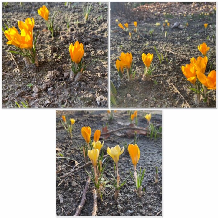 krokusy 2025 [1600x1200]